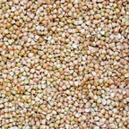 Grano Saraceno