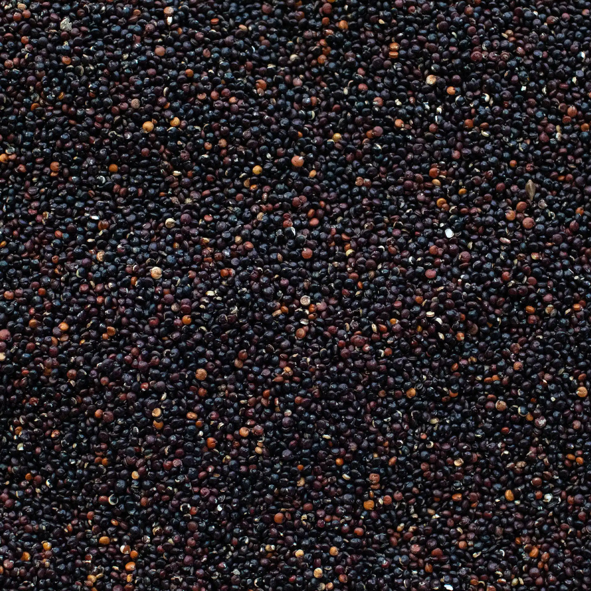 Quinoa Nera