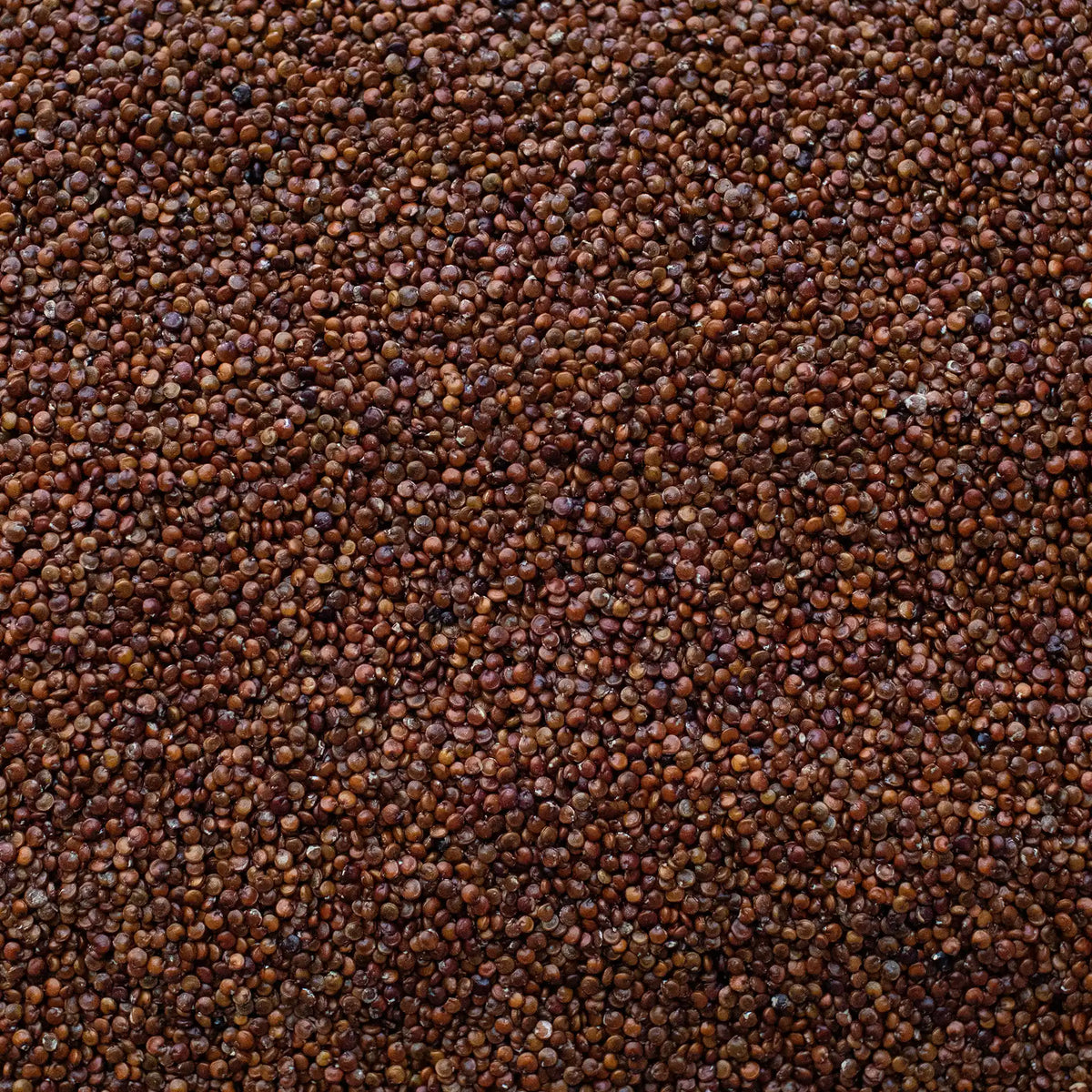 Quinoa Rossa