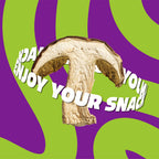 Funghi Porcini Secchi